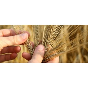 Céréales et graines